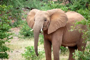 Botswana Elephant Wilderness Wallpaper