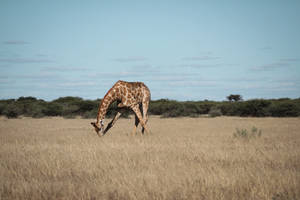Botswana Giraffe Eating Grass Wallpaper