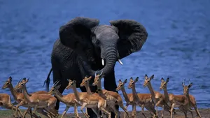 Botswana Impalas Running Away Wallpaper