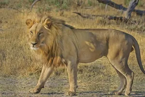 Botswana Lion Hunt Wallpaper