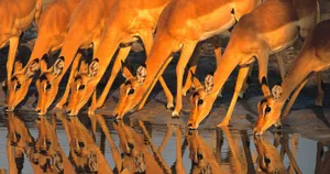 Botswana Thirsty Impalas Wallpaper