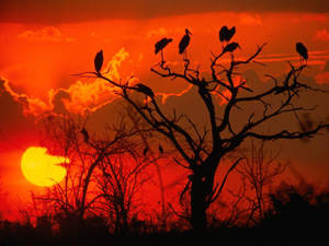 Botswana Vultures On Tree Silhouette Wallpaper