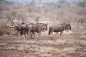 Botswana Wildebeest Group Wallpaper