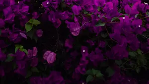 Bougainvillea As An Aesthetic Purple Flower Wallpaper