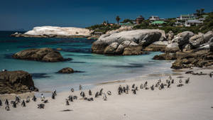 Boulders Beach Cape Town Wallpaper