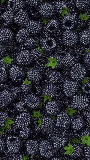 Bountiful Harvest Boysenberry Wallpaper