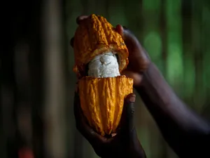 Bountiful Harvest Of Cocoa Beans In Ivory Coast Wallpaper