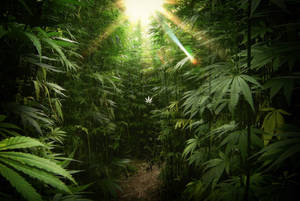 Bountiful Marijuana Forest Wallpaper