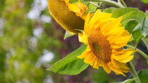 Bowing Sunflowers Wallpaper