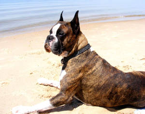 Boxer Dog Beach Sand Wallpaper