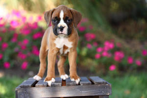 Boxer Dog Flowers Cute Wallpaper