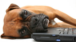 Boxer Dog Laptop Keyboard Wallpaper