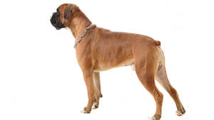 Boxer Dog Looking Away Wallpaper