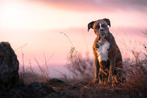 Boxer Dog Poor Ribs Wallpaper