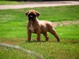 Boxer Dog Standing Grass Wallpaper