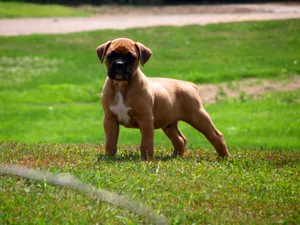 Boxer Dog Standing Grass Wallpaper