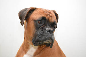 Boxer Dog White Angle Wallpaper