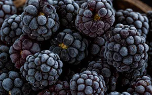 Boysenberry Antioxidants Rich Wallpaper