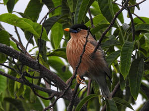 Brahminy Starling Beautiful Birds Wallpaper