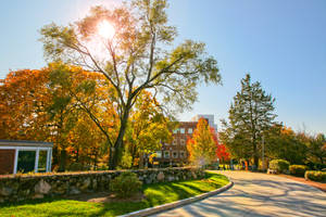 Brandeis University Campus View Wallpaper