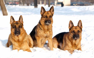 Brave K9 German Shepherd Team Wallpaper