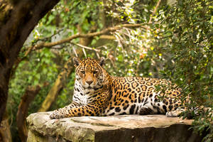Brazillian Jaguar Wallpaper