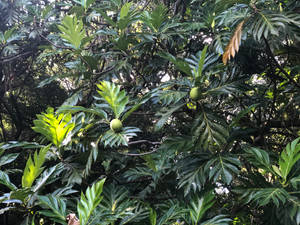 Breadfruit Large Plant Wallpaper