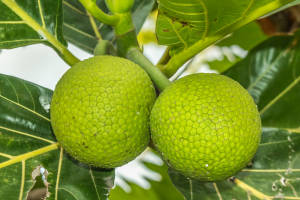 Breadfruit Round Shape Wallpaper