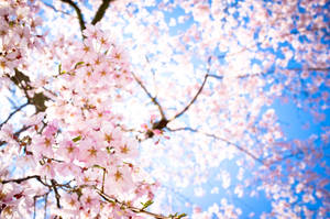 Breathtaking Sakura Flowers Wallpaper