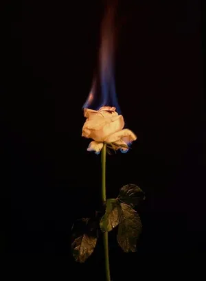 Bright And Beautiful, The Aesthetic Fire Will Fill Any Room With A Glowing Warmth. Wallpaper