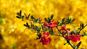 Bright And Colorful Field Of Wild Spring Flowers. Wallpaper