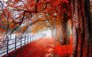 Bright Autumn Colors Illuminate A Foggy Morning Wallpaper