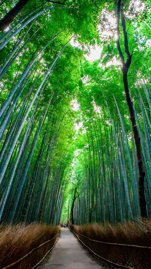 Bright Bamboo Forest Iphone With Pathway Wallpaper