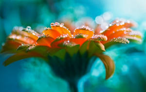 Bright Flower Shining Beneath Droplets Of Water Wallpaper