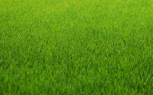 Bright Green Grass Wallpaper