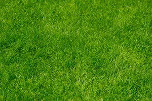 Bright Green Lawn Grass Wallpaper
