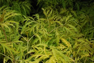 Bright Green Plant Wallpaper