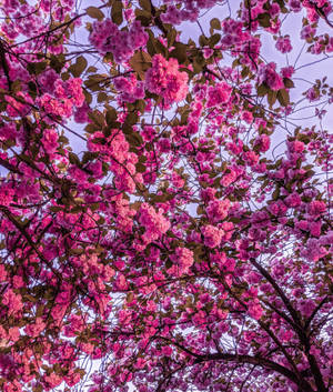 Bright Pink Cherry Blossom Flowers Wallpaper