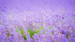 Bright Purple Flower Desktop Wallpaper