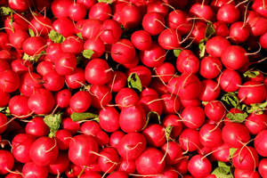 Bright Red Globe Radish Wallpaper