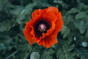 Bright Red Poppy Flower Remembrance Day Wallpaper