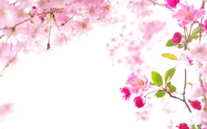 Bright Sakura Sky Wallpaper