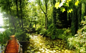 Bright Summer Jungle Forest Wallpaper