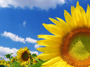 Bright Sunflowers Bloom Wallpaper