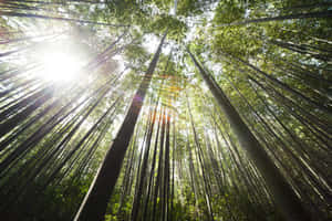 Bright Sunlight On Bamboo Forest Wallpaper
