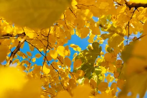 Bright Yellow Aesthetic Laptop On A Blooming Flower Background Wallpaper