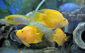 Bright Yellow Fish Underwater Wallpaper