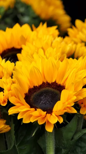 Brighten Up Your Day With A Sunflower Phone! Wallpaper