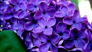 Brighten Your Day With A Colorful Purple Flower Desktop Wallpaper