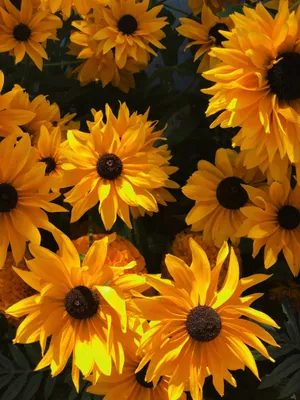 Brightening Up The Day With This Vibrant Yellow Color Wallpaper